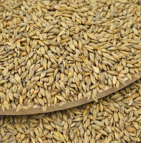 大麦是什么粮食的相关图片