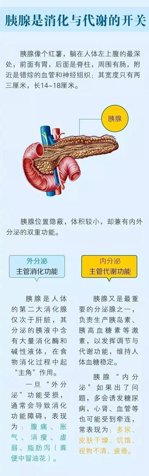胰腺的功能和作用的相关图片