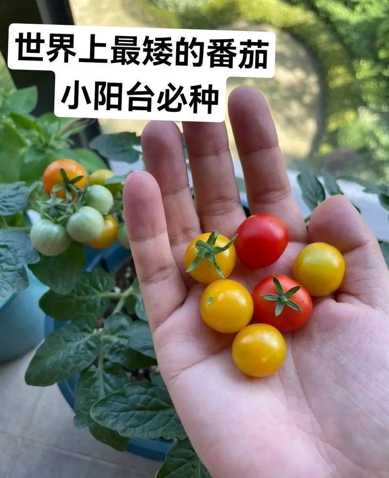 西红柿什么时候种的相关图片